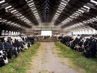 ¿Qué suplemento aumenta la producción de leche de vaca?