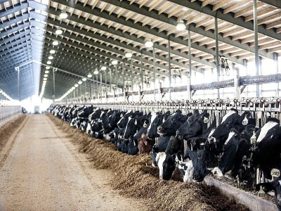¿A qué problemas se les debe prestar atención en la agricultura láctea?